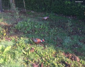 pleasant pheasants - up close