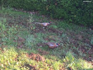 pleasant pheasants - up close