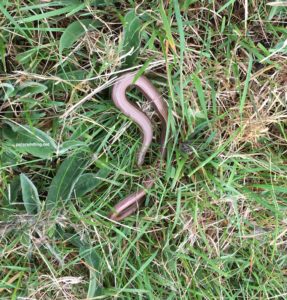 slow worm
