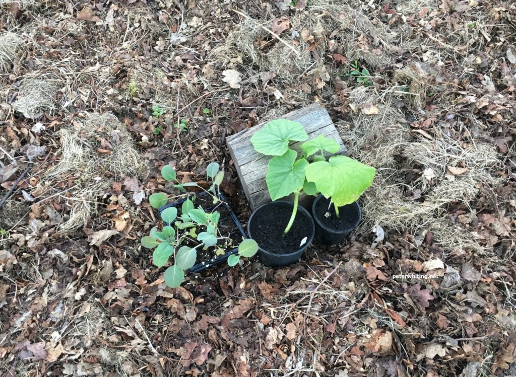 garden diversity