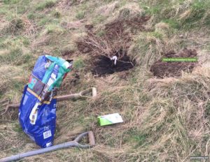 planting trees and shrubs