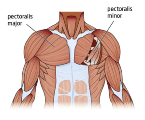 pectoralis minor