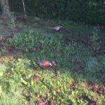 pleasant pheasants - up close