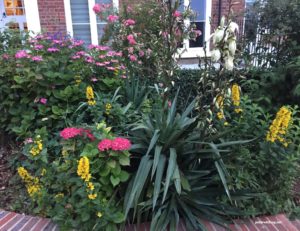 colourful garden bed