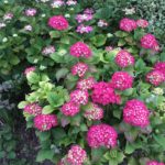 colourful garden bed