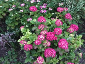 colourful garden bed