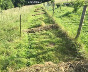 rows and rows of windrows