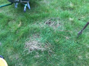 grass and weeds around raspberry bush