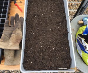 seeds sitting on the soil