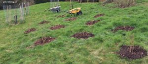 woodchips around fruit bushes