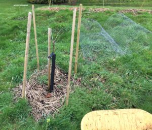 fruit trees needing woodchips