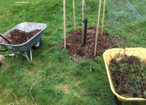 woodchips around fruit trees