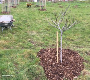 fig tree with woodchips