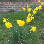 daffodils - things are growing