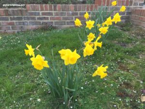daffodils - things are growing