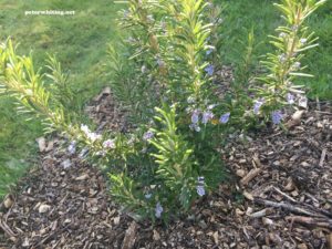 rosemary plant