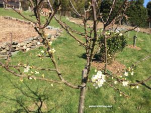 young plum tree