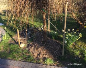 dwarf Japanese weeping cherry