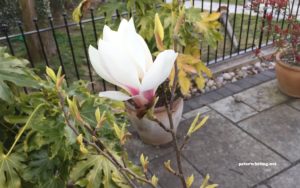 Magnolia flower