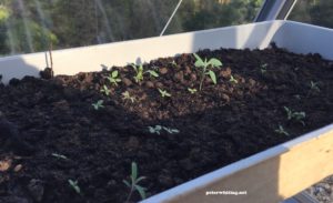 chilli sprouts