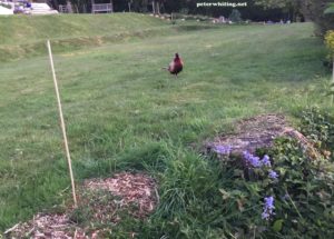 pheasant visitor
