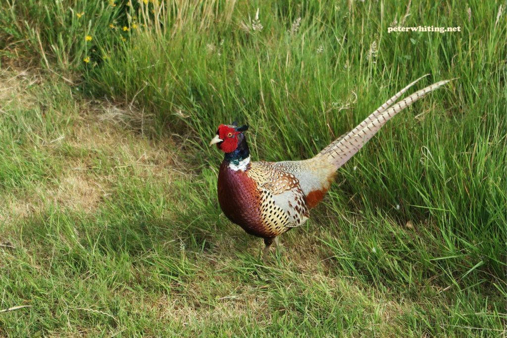 my friend the pheasant