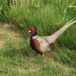 my friend the pheasant