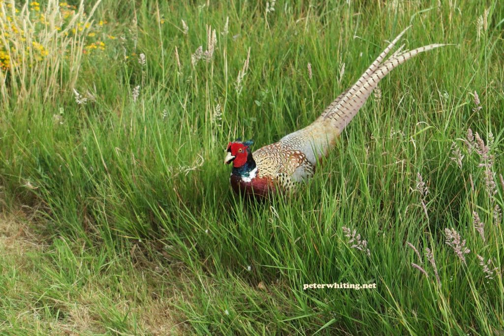 my friend the pheasant