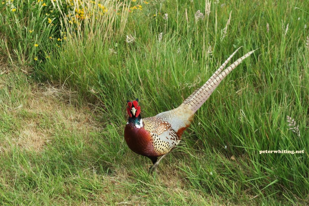 my friend the pheasant