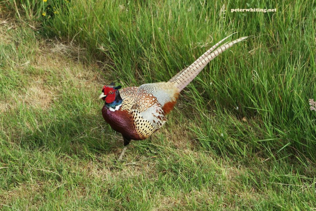 my friend the pheasant